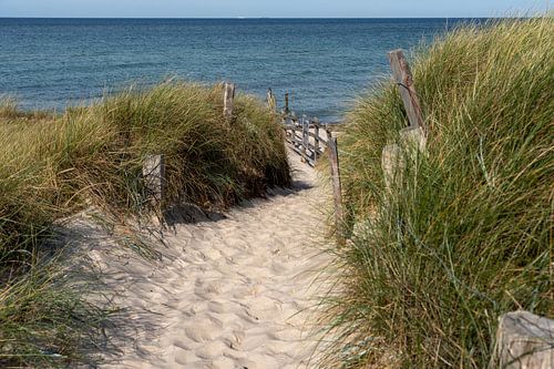 Dunes with beach grass on the white beach of the Baltic Sea in Nationalpa