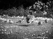 Une oie avec des poussins dans l'herbe par Charlotte Dirkse Aperçu