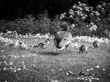 Une oie avec des poussins dans l'herbe