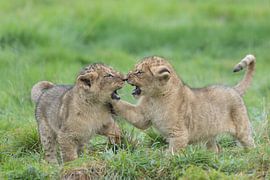 Brotherly love at the lions by HB Photography