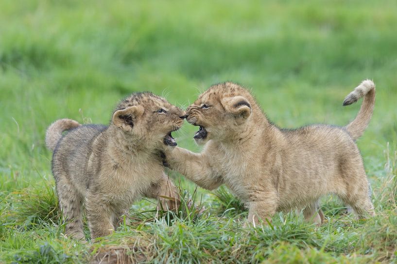 Brotherly love at the lions by HB Photography