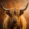 Portrait d'un Highland Scott sous une lumière chaude sur But First Framing