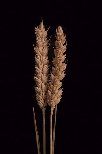 Fusion von 2 Weizenblumen mit schwarzem Hintergrund