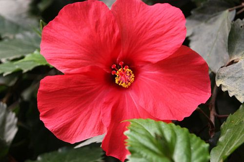 Bloem, rode Hibiscus