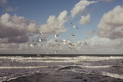 Mouettes au-dessus de la mer des Wadden sur Vlieland - tirage photo nature