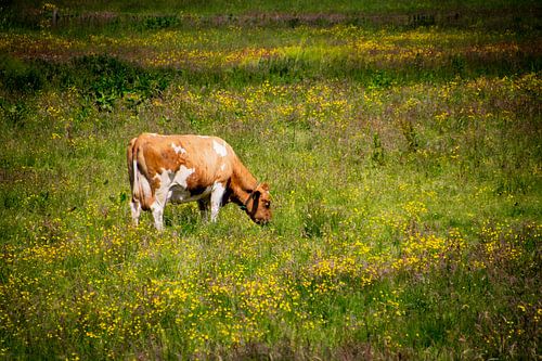 La paix des pâturages dans le Delfland central verdoyant