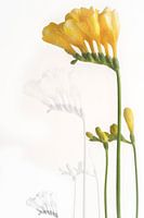freesia-fine art