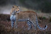 Leopard auf der Pirsch