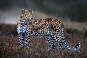 Leopard auf dem Laufstock, Xavier Ortega von 1x