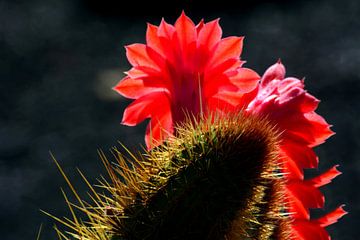 BLUMENTRÄUME 7 von Miroslav Ptacek