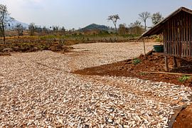 Cassava by resuimages