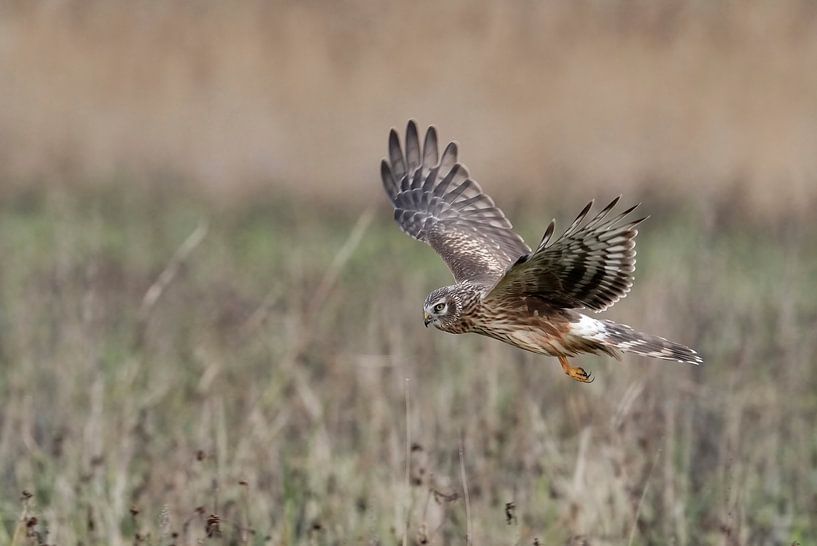 Hen Harrier by Jan van Vreede