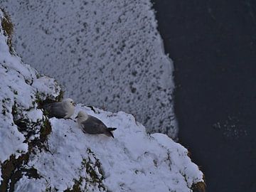 noordse stormvogels op de steile helling van Timon Schneider