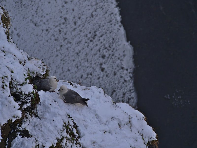 fulmars on the escarpment by Timon Schneider