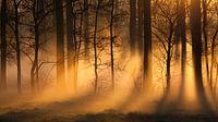 misty morning