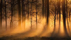 misty morning by Desiree Tibosch