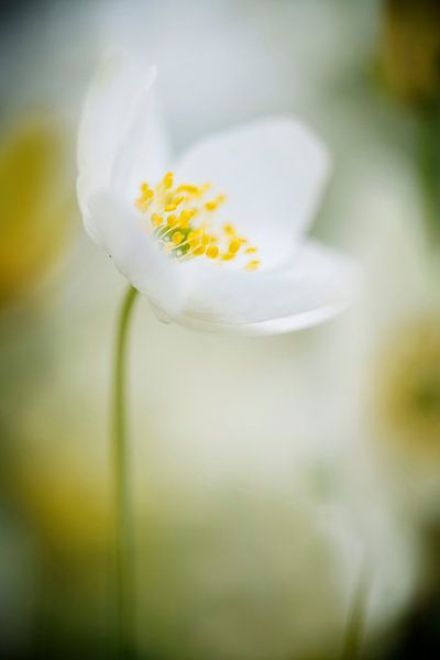 Happy soul by Foto A de Jong