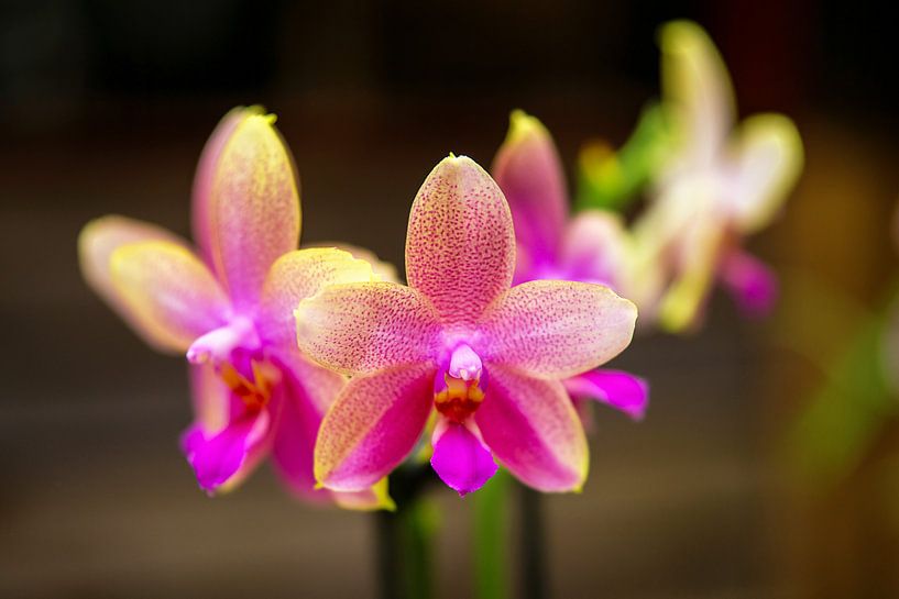 Orchidée par Jan van Broekhoven