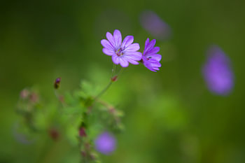 Fleur de printemps