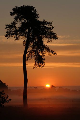 Golden morning