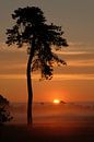 Golden morning by Moetwil en van Dijk - Fotografie thumbnail