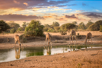 Drinkende giraffen