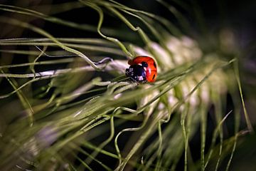 Ladybird by Rob Boon