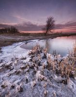 Biesbosch winter landscape