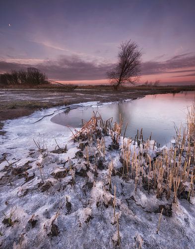 Biesbosch winterlandschap