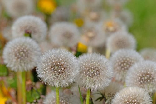 Verdorde paardenbloem, paardenbloem van Michael Schuppich