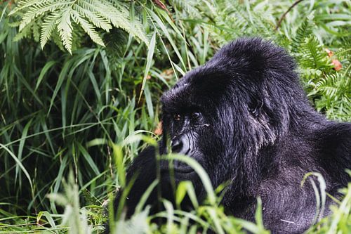 Au cœur de la jungle - Les gorilles d'Ouganda