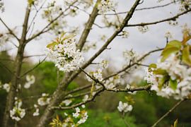 Blossom by Van Kelly's Hand
