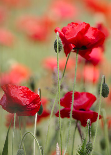 Poppy Melancholy