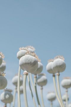 Uitgebloeide papaverbollen -  nieuw landelijk minimalisme  natuur fotografie