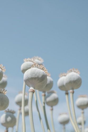 Bulbes de coquelicots en fleurs - photographie de nature minimaliste du nouveau pays