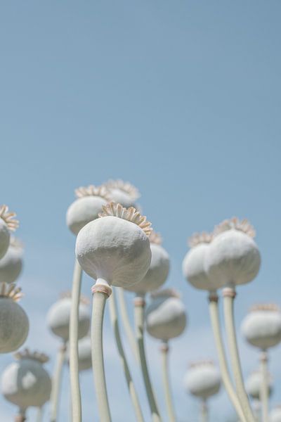 Bulbes de coquelicots en fleurs - photographie de nature minimaliste du nouveau pays par Christa Stroo photography