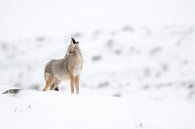 Heulender Kojote ( Canis latrans ) im Winter, bei leichtem Schneefall von wunderbare Erde Miniaturansicht