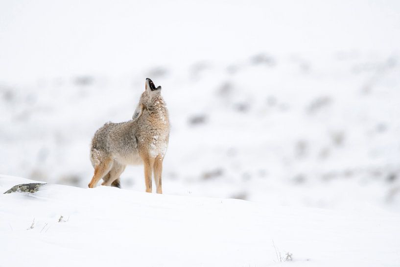 Heulender Kojote ( Canis latrans ) im Winter, bei leichtem Schneefall von wunderbare Erde