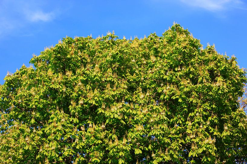 Tree crown by Thomas Jäger