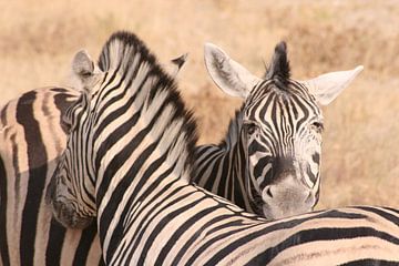 Zebra von Jan-Willem Mantel