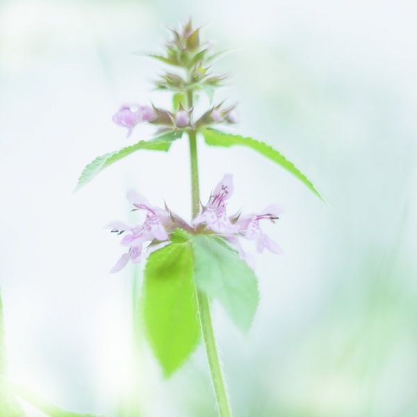 wilde orchidee van Aimé de Clercq