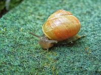 Gartenschnecke