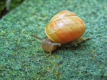 Gartenschnecke van Tomas S.