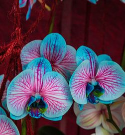 Keukenhof by Wendy Bierings