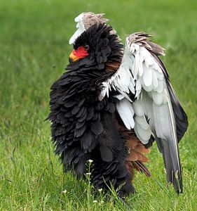 Gaukler