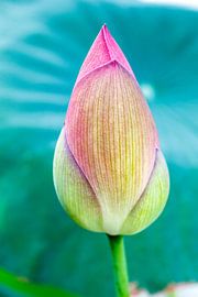 lotus by ton vogels