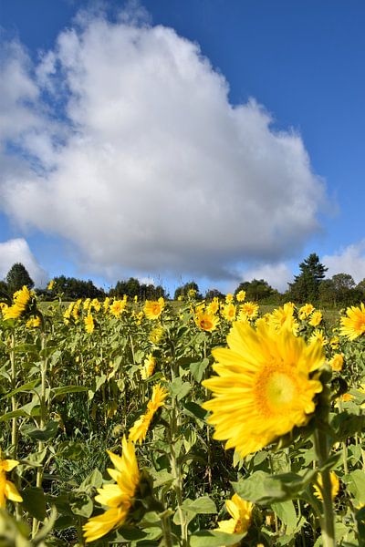 Ein Sonnenblumenfeld im Sommer von Claude Laprise