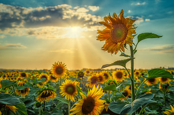 Kinder der Sonne
