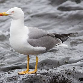 Yellow-legged Gull  sur Rene Lenting