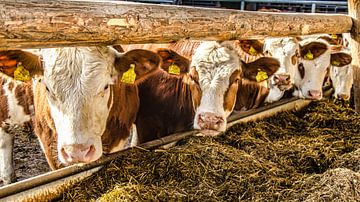 Cows in the barn by Dieter Walther